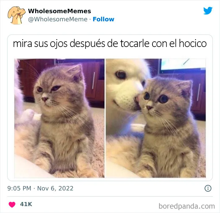 25 Memes reconfortantes para alegrarte el día (nuevas imágenes)