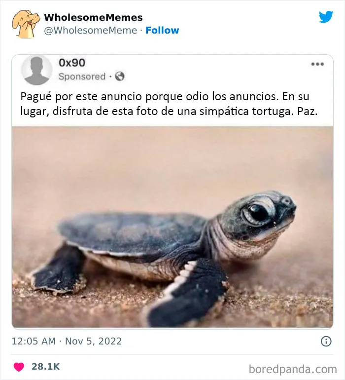 25 Memes reconfortantes para alegrarte el día (nuevas imágenes)