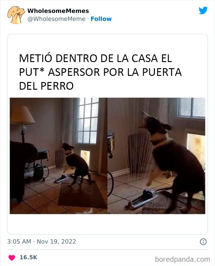 25 Memes reconfortantes para alegrarte el día (nuevas imágenes)