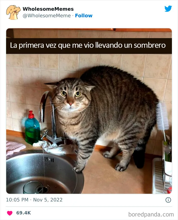 25 Memes reconfortantes para alegrarte el día (nuevas imágenes)