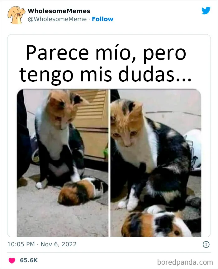 25 Memes reconfortantes para alegrarte el día (nuevas imágenes)
