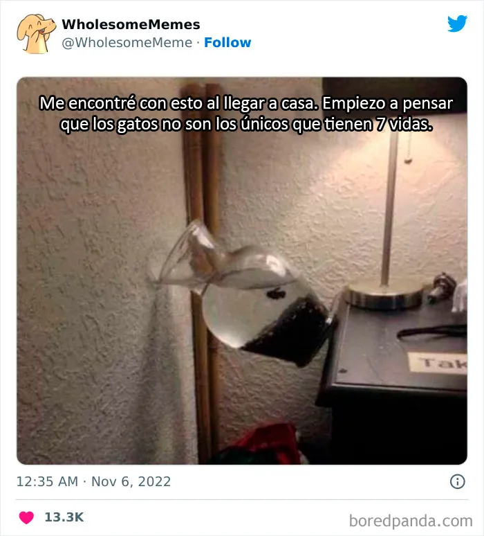 25 Memes reconfortantes para alegrarte el día (nuevas imágenes)