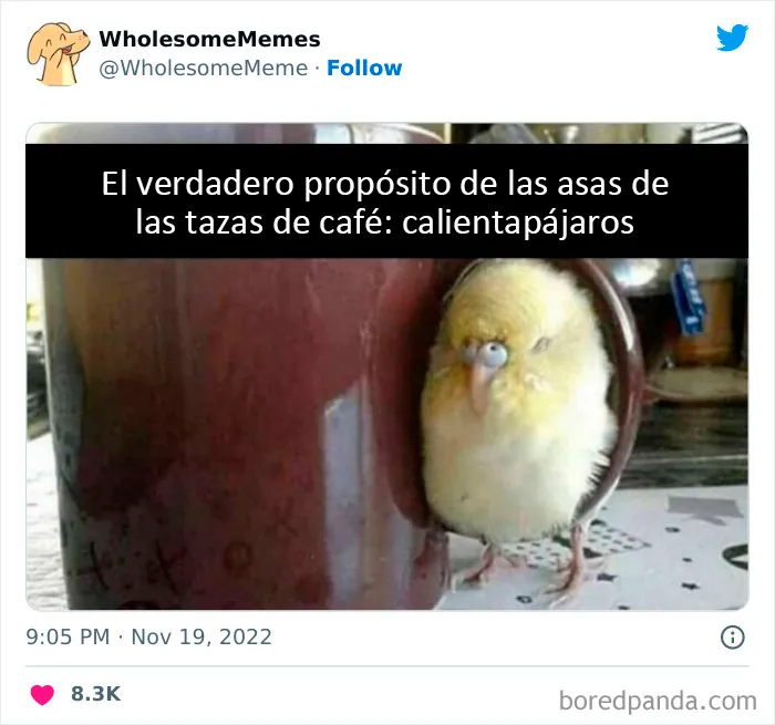 25 Memes reconfortantes para alegrarte el día (nuevas imágenes)