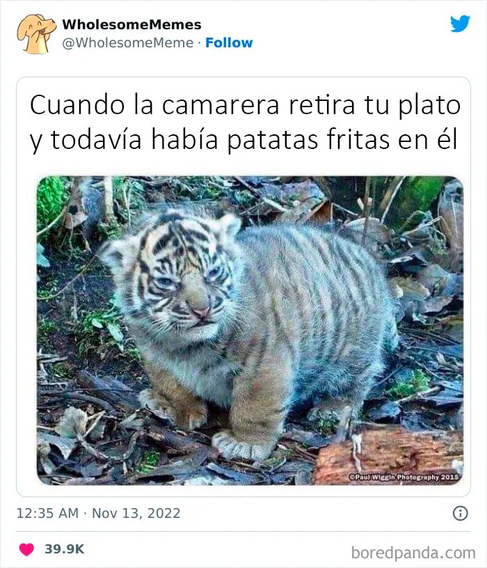 25 Memes reconfortantes para alegrarte el día (nuevas imágenes)