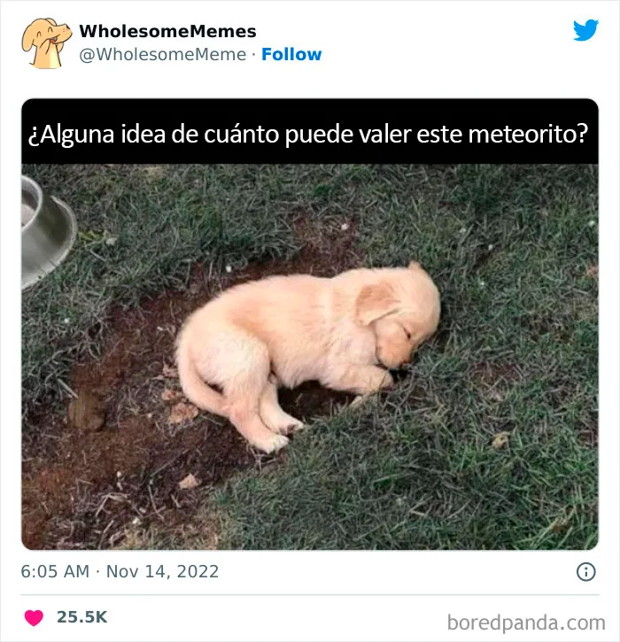 25 Memes reconfortantes para alegrarte el día (nuevas imágenes)