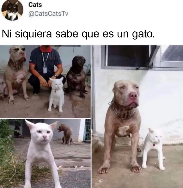 20 Divertidos memes que te harán reír sin control
