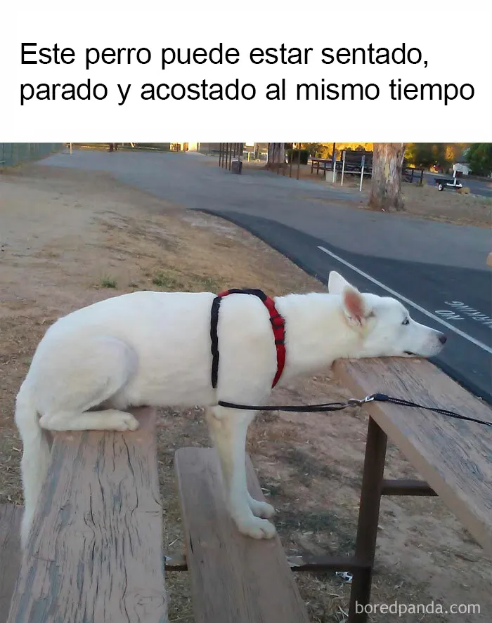 20 Divertidos memes que te harán reír sin control