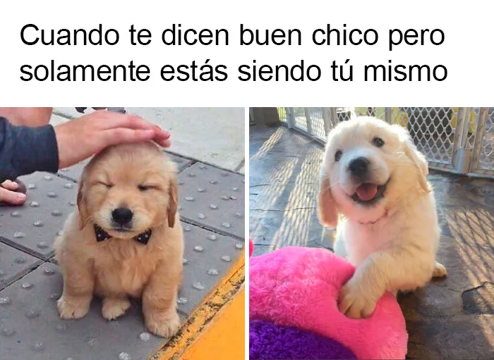 20 Divertidos memes que te harán reír sin control