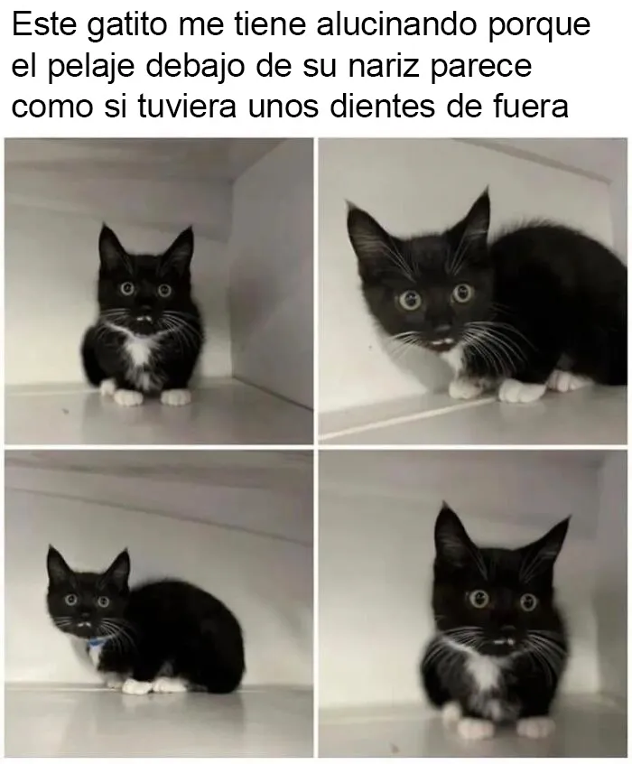 20 Divertidos memes que te harán reír sin control