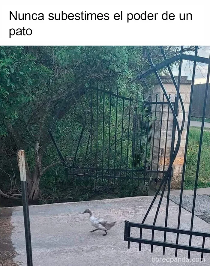 20 Divertidos memes que te harán reír sin control