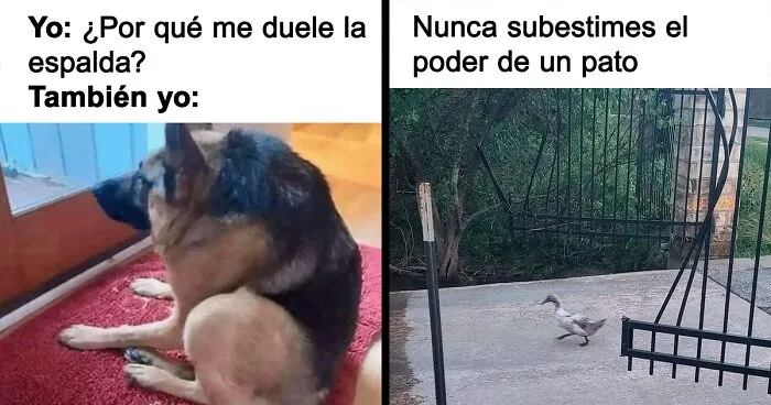 20 Divertidos memes que te harán reír sin control