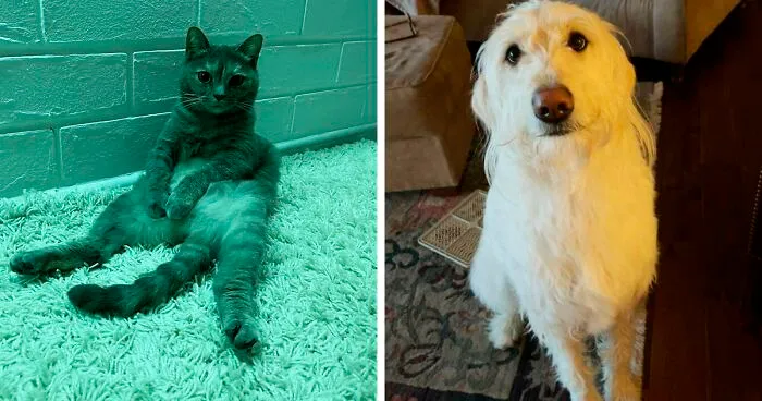 40 Conmovedoras fotos de mascotas que encontraron un nuevo hogar en Marzo