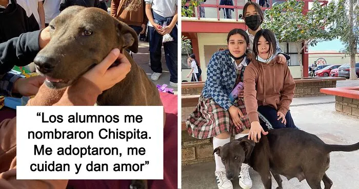 En esta escuela mexicana rescataron a una perrita, y poco después dio a luz a 8 adorables cachorros