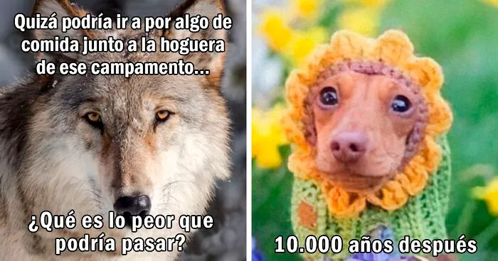 20 Divertidísimos memes sobre la evolución de cualquier cosa que imagines