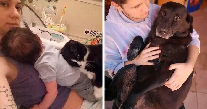 40 Divertidas mascotas que no se cortan a la hora de mostrar lo celosas que son