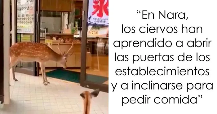 20 Detalles tan extraños como reconfortantes de Japón que lo hacen especial