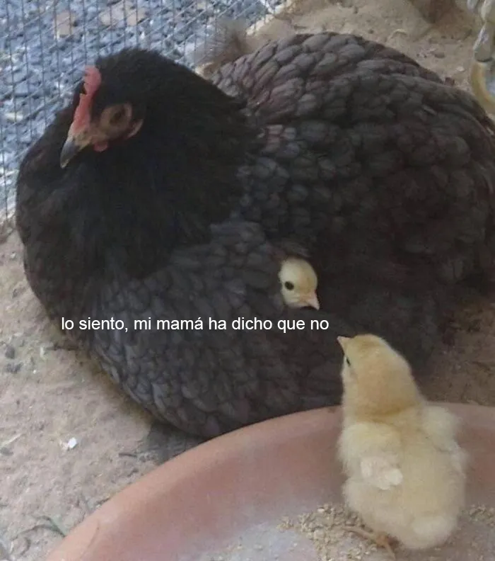 20 Imágenes tan reconfortantes que te alegrarán el día
