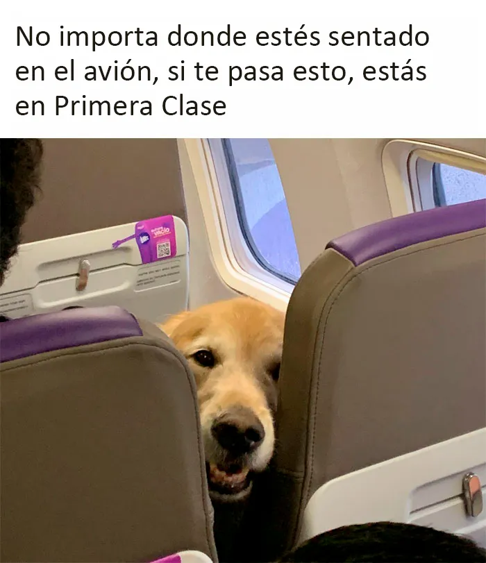 Estos divertidos 20 memes de animales te alegrarán el día