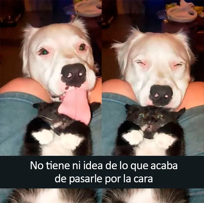 20 Divertidos y reconfortantes memes de animales para alegrarte el día