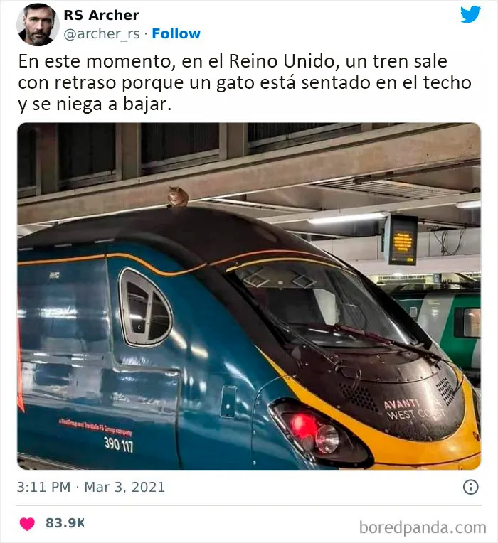 Estos divertidos 20 memes de animales te alegrarán el día