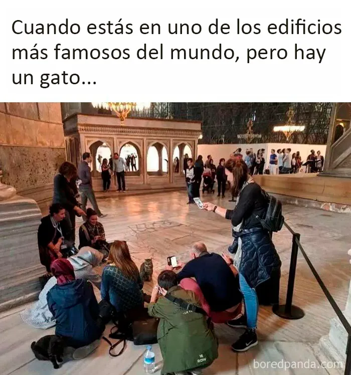 Estos divertidos 20 memes de animales te alegrarán el día