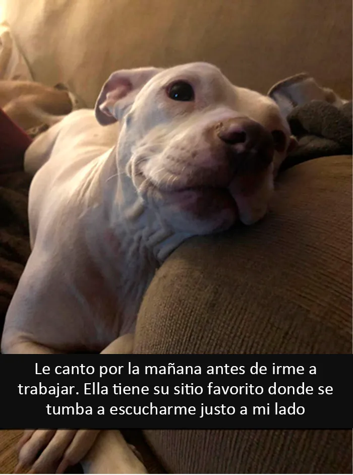 20 Divertidos y reconfortantes memes de animales para alegrarte el día