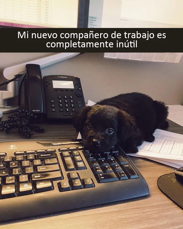 Estos divertidos 20 memes de animales te alegrarán el día