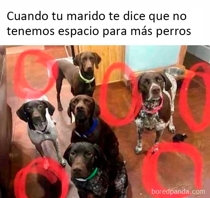 20 Divertidos y reconfortantes memes de animales para alegrarte el día