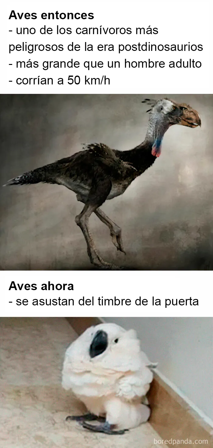 Evolución