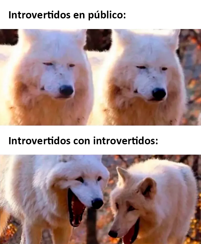 20 Divertidos memes sobre introvertidos realmente acertados