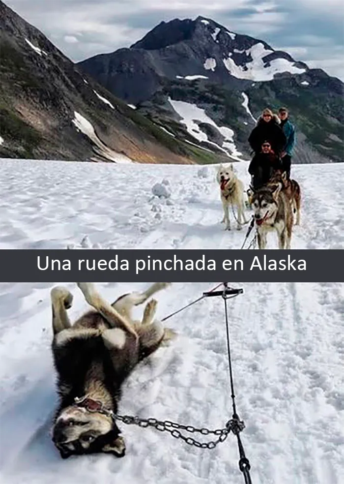 20 Divertidos y reconfortantes memes de animales para alegrarte el día