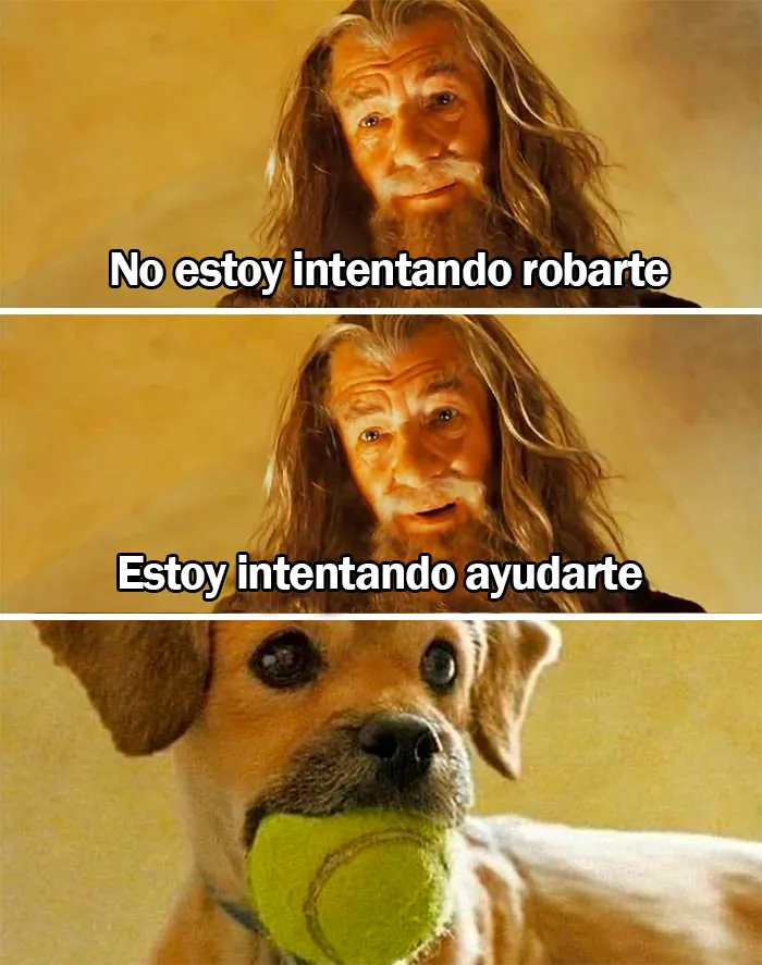 Estos divertidos 20 memes de animales te alegrarán el día