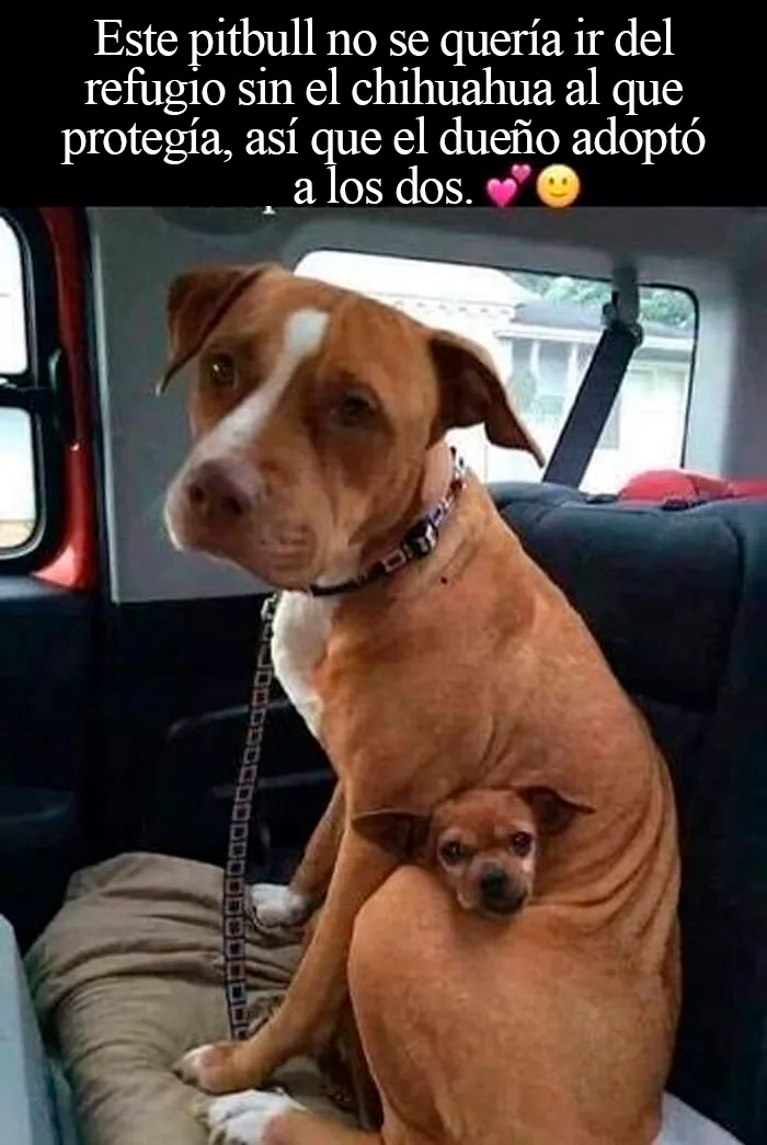 20 Divertidos y reconfortantes memes de animales para alegrarte el día