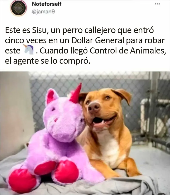 Estos divertidos 20 memes de animales te alegrarán el día