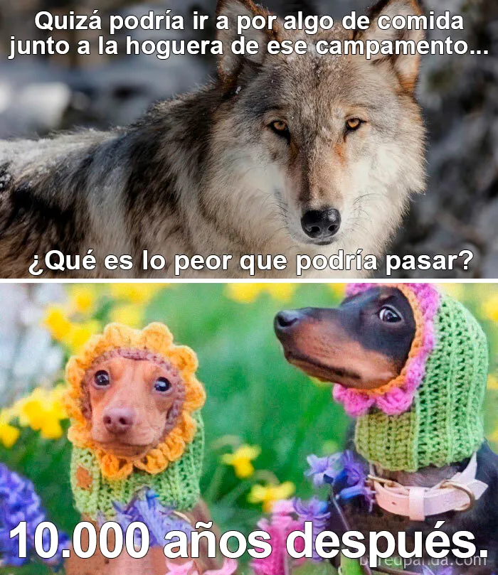 Evolución excelente