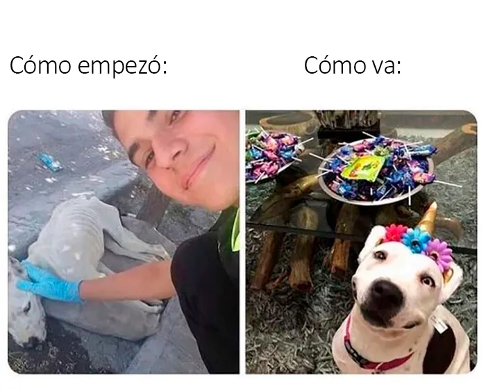 20 Divertidos y reconfortantes memes de animales para alegrarte el día