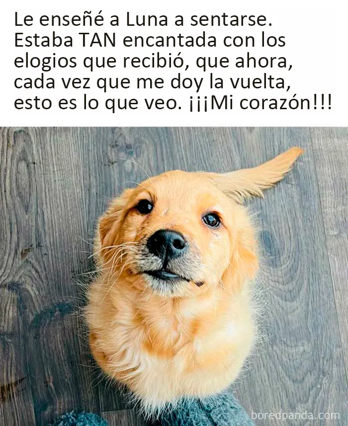 Estos divertidos 20 memes de animales te alegrarán el día