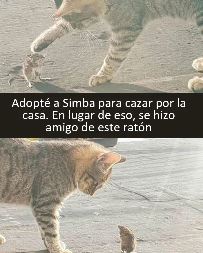 Estos divertidos 20 memes de animales te alegrarán el día