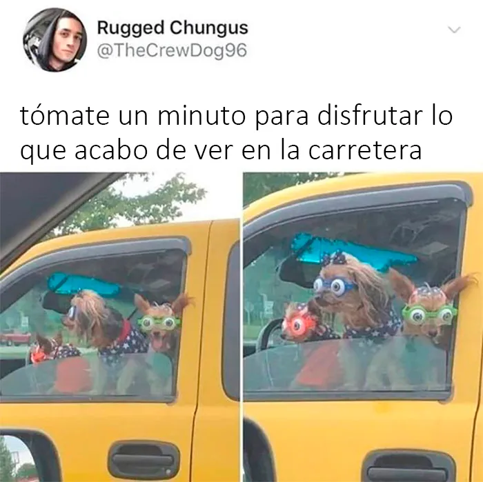 20 Divertidos y reconfortantes memes de animales para alegrarte el día