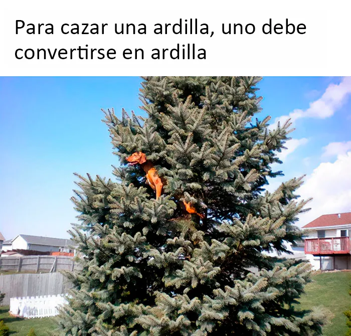 Estos divertidos 20 memes de animales te alegrarán el día