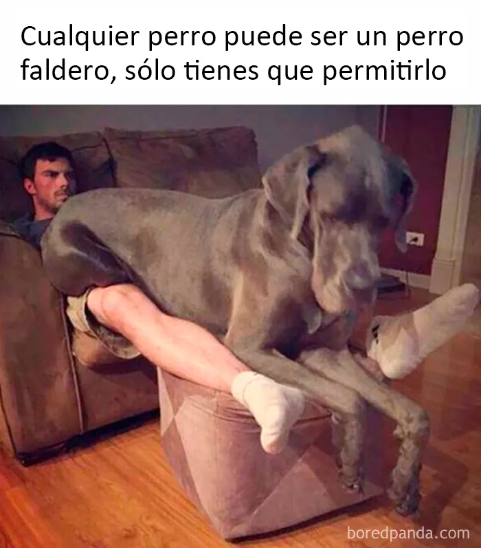 20 Divertidos y reconfortantes memes de animales para alegrarte el día