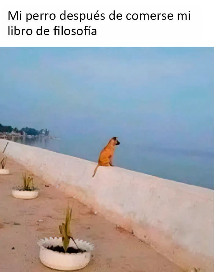 Estos divertidos 20 memes de animales te alegrarán el día