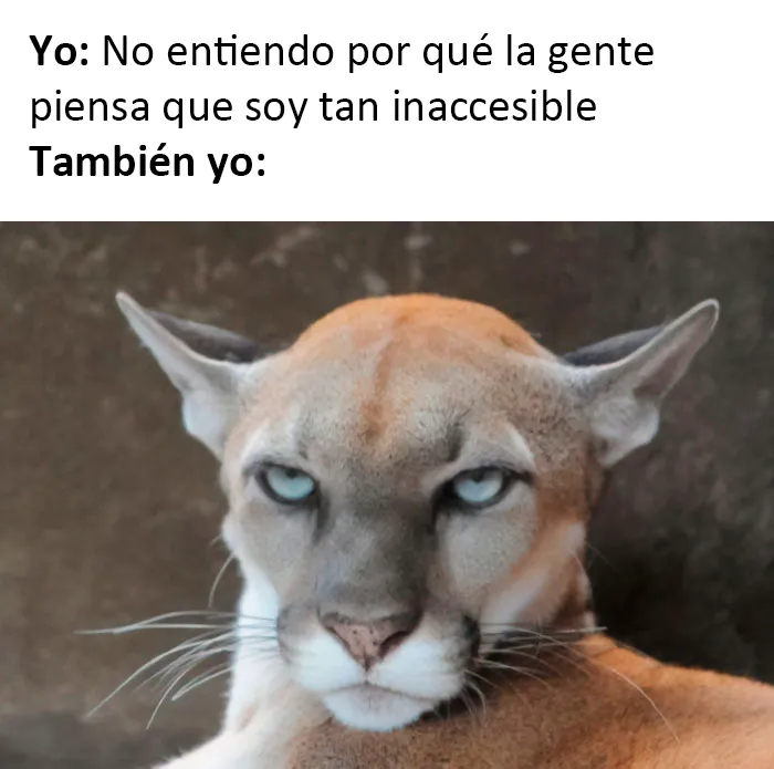 20 Divertidos memes sobre introvertidos realmente acertados