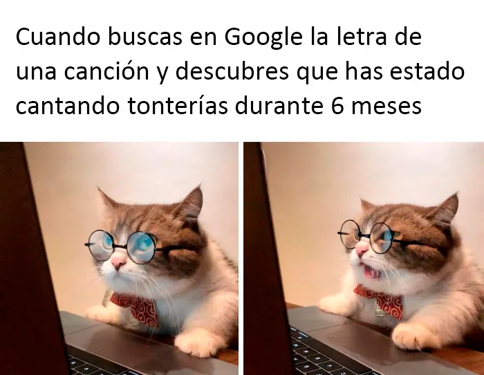 Estos divertidos 20 memes de animales te alegrarán el día