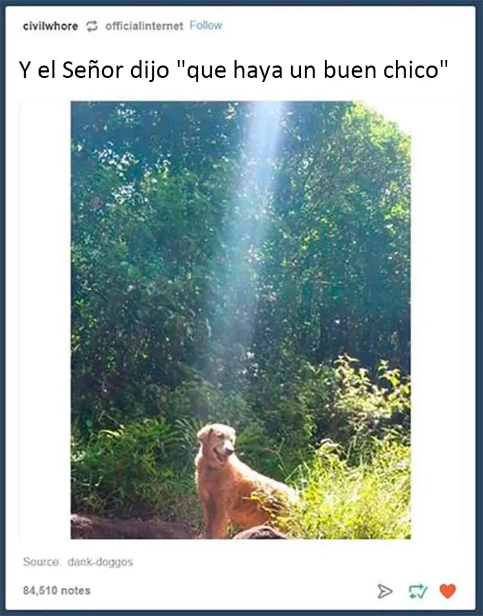 20 Divertidos y reconfortantes memes de animales para alegrarte el día