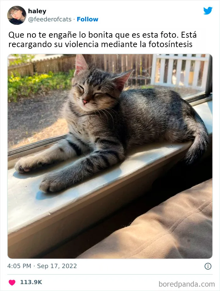 Estos divertidos 20 memes de animales te alegrarán el día