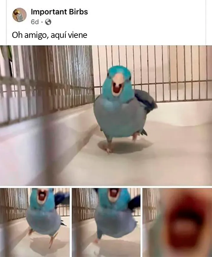 20 Divertidos y reconfortantes memes de animales para alegrarte el día