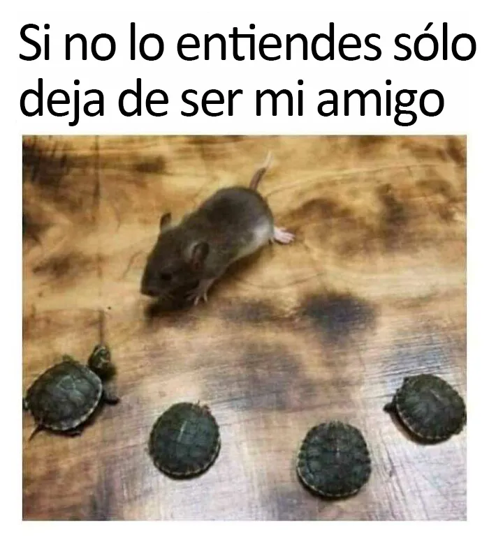 Estos divertidos 20 memes de animales te alegrarán el día