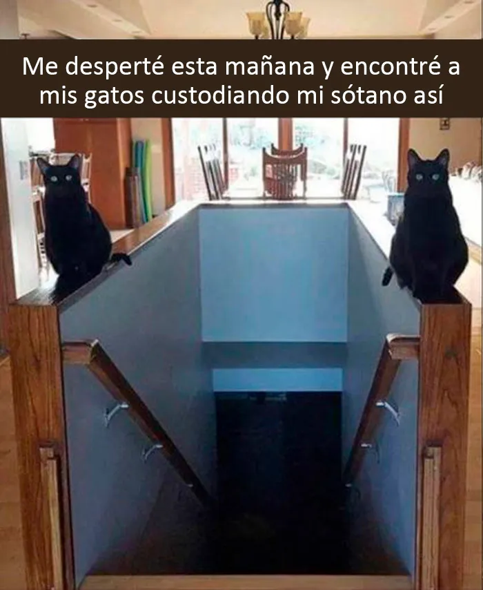 20 Divertidos y reconfortantes memes de animales para alegrarte el día