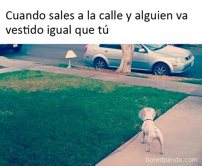 20 Divertidos y reconfortantes memes de animales para alegrarte el día
